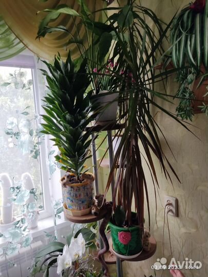 Пальма драцена, цена договорная