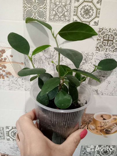 Фикус триангулярис