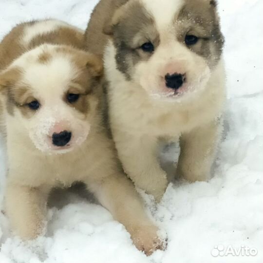 Продам щенков