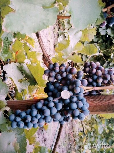 Саженцы винограда