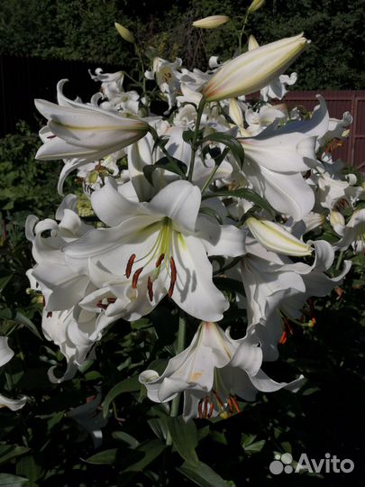 Лилии от гибриды