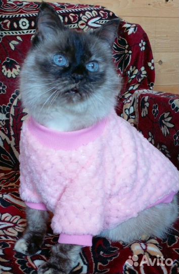 Сиамская кошка Сима