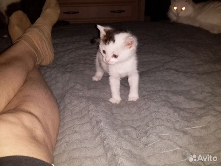 Котик дворянский
