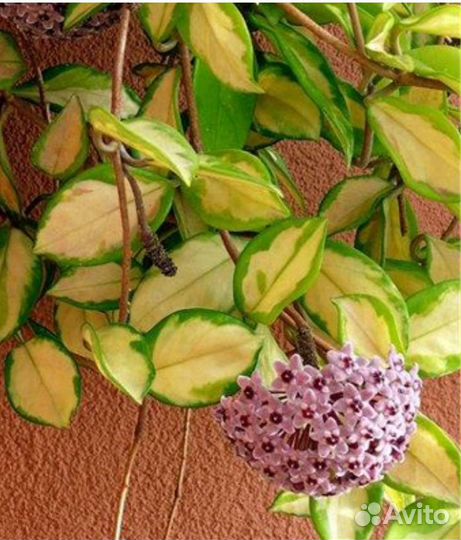 Хойя, разные сорта