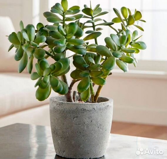 Толстянка крассула (Денежное дерево)