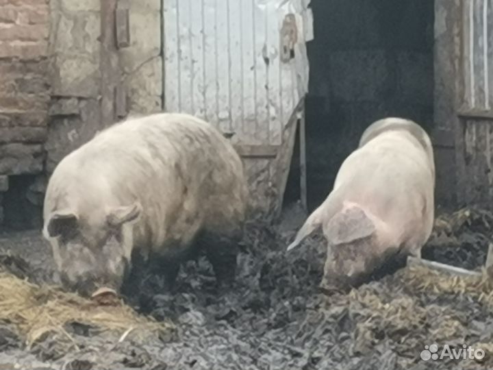 Продаю свиней для воспроизводства