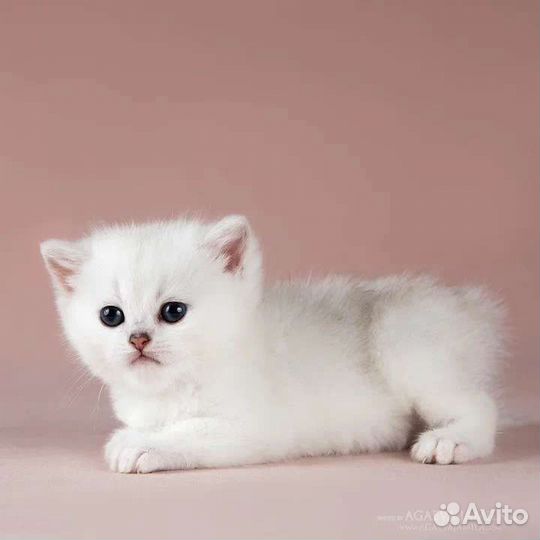 Девочка британская серебристая шиншила Arabbica