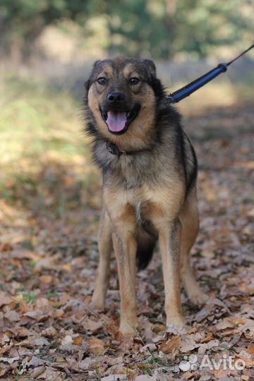 Собака Чивас