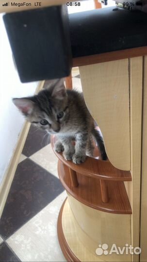 Котенок девочка, отдам в добрые руки