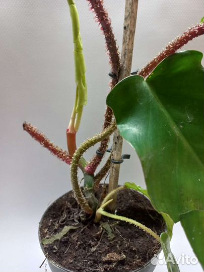 Филодендрон сквамиферум