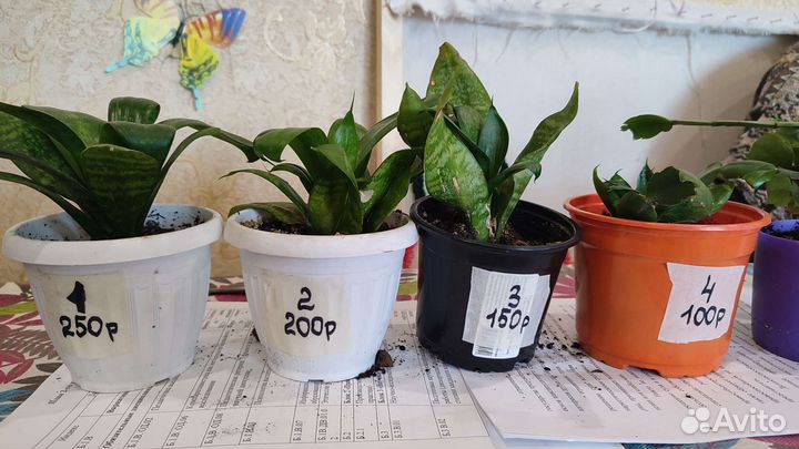 Растения для флорариума