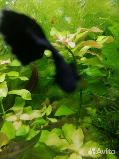 Аквариумное растение
