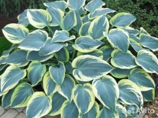 Садовые многолетки