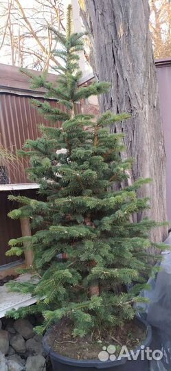 Хвойники, большой выбор