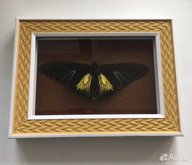 Бабочка сушеная в рамке