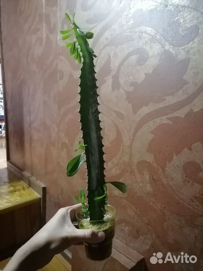 Молочай трехгранный