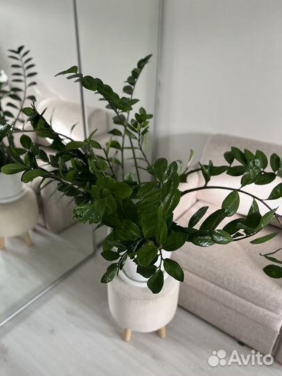 Замиокулькас