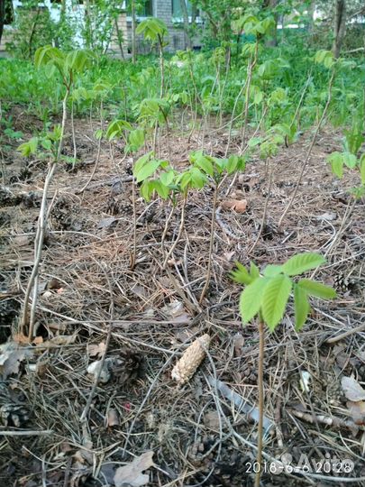 Манжурский орех