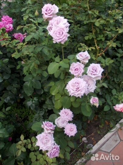 Роза чайно-гибридная Ocean Song/Оушен Сонг