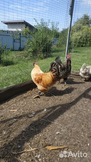Петухи и куры чистопородные