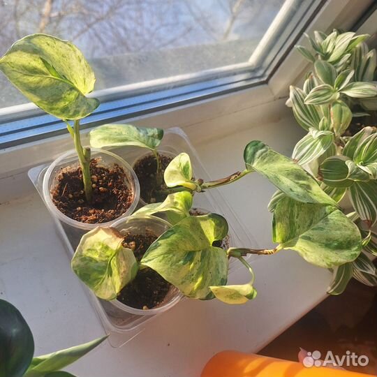 Комнатные цветы