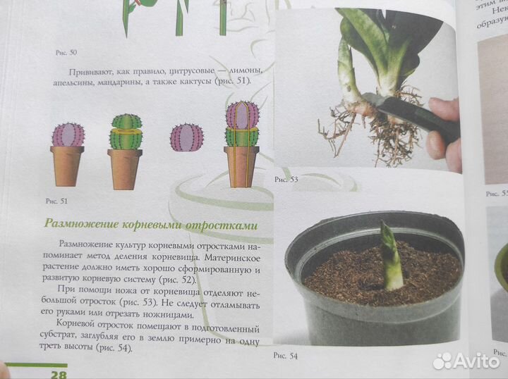 Комнатные растения Бурлуцкая