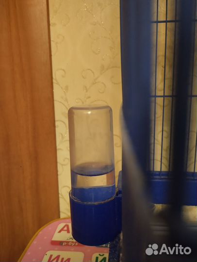 Попугай