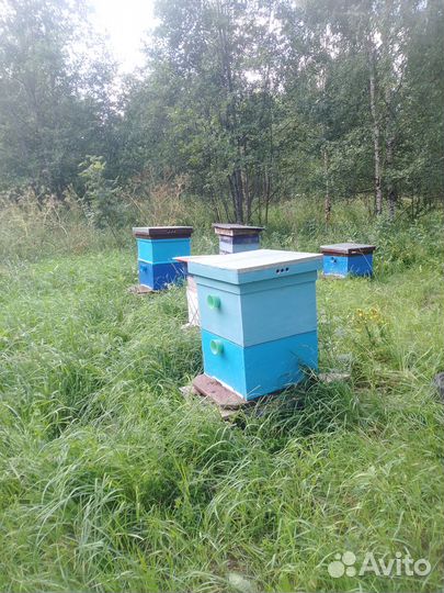 Пчелы с ульями