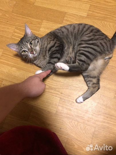 Котик Сема отказник