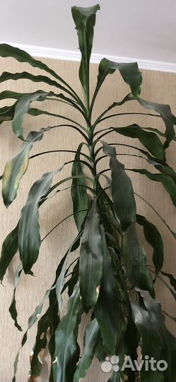 Фикус бенджамина большой