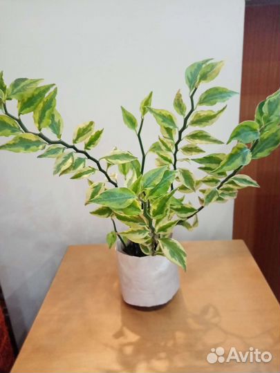 Педилантус, Традесканция, Дифенбахии