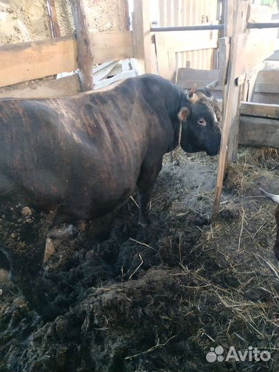 Бычки на курбан