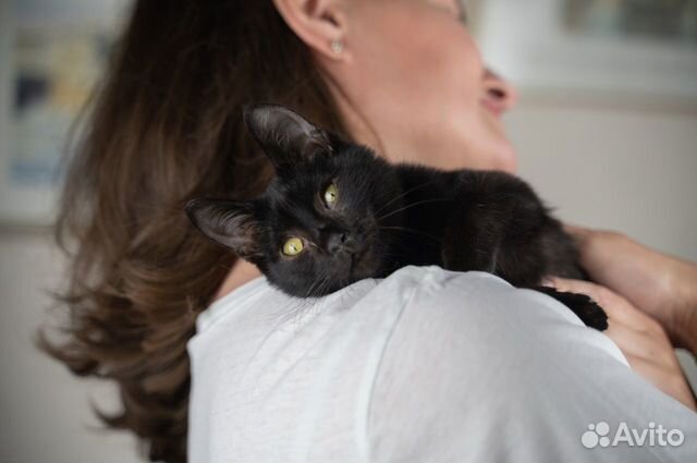 Черный котенок с окрасом под соболя