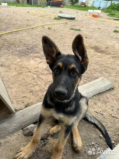 Щенки овчарки