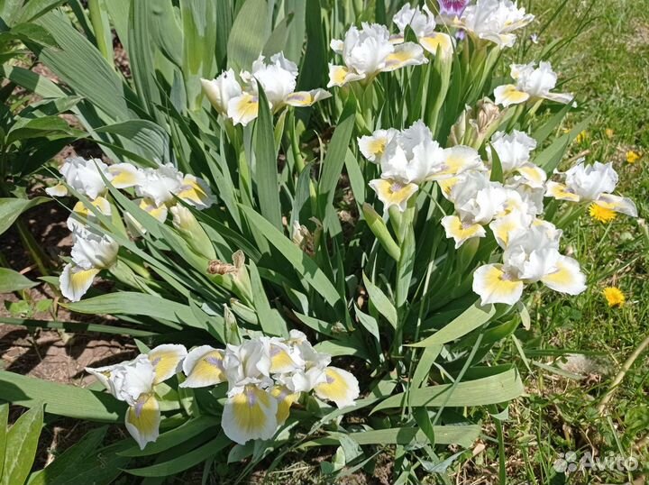 Ирисы карликовые продаю