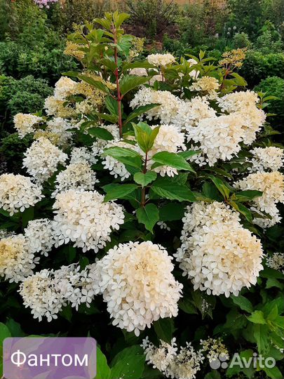 Гортензии метельчатые, древовидные и крупнолистные