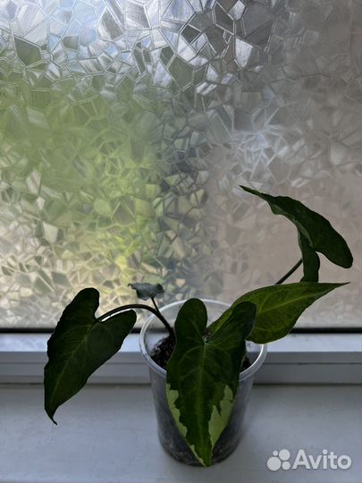 Сингониум 3 короля