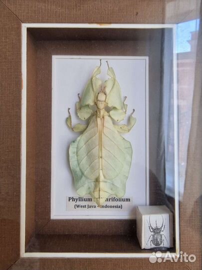 Лиственница