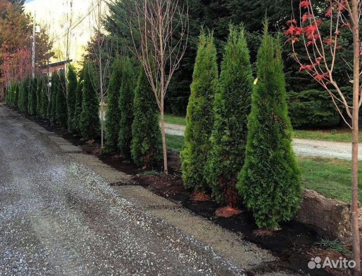 Туя колумна