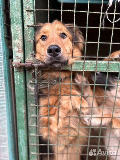 Собака ищет дом