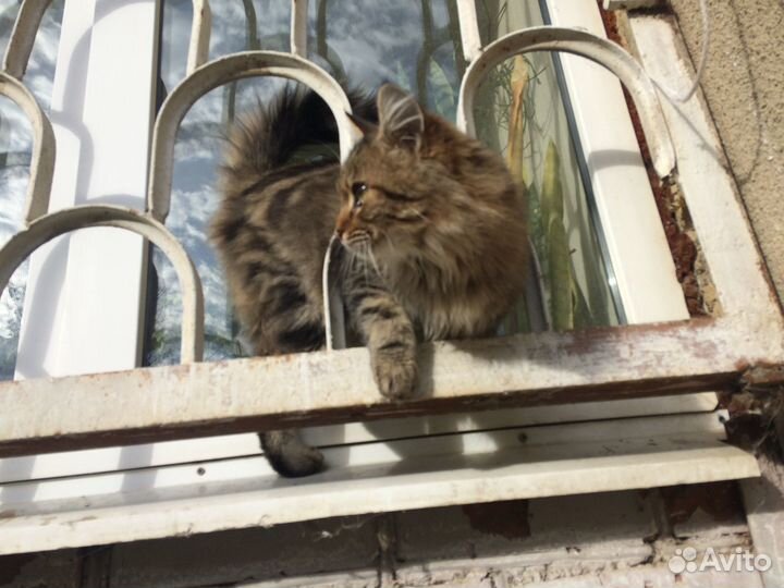 Котик мурлыка, ласкун в добрые руки