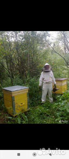 Пчеловодство. Обучение. Обслуживание пасеки