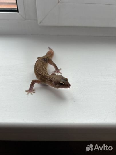 Геккон эублефар