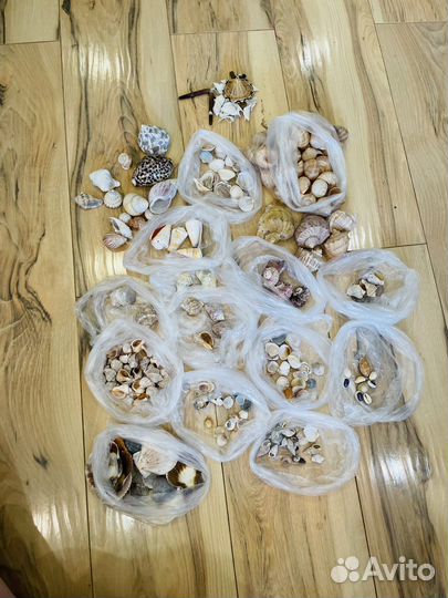 Морские ракушки раковины