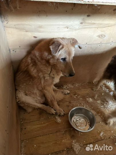 Старый приютский пёс ищет дом на доживание