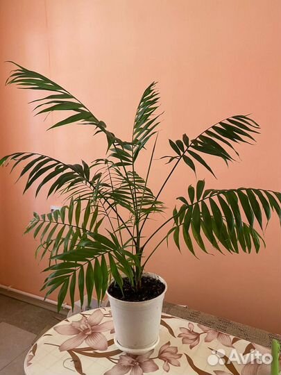 Пальма хамедорея