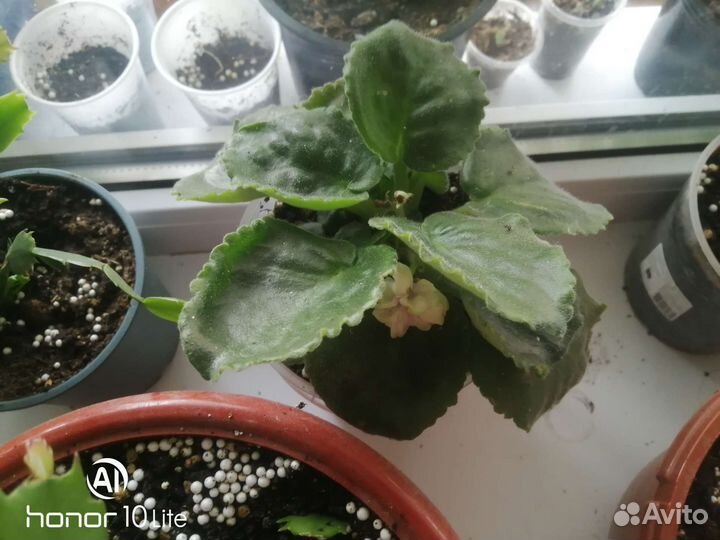 Фиалки цветущие в горшке