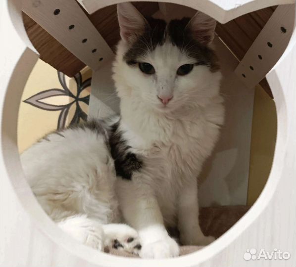 Жозик в добрый дом