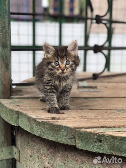 Котята курильского бобтейла