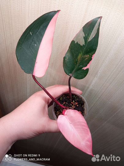 Филодендрон розовая принцесса